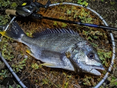 キビレの釣果