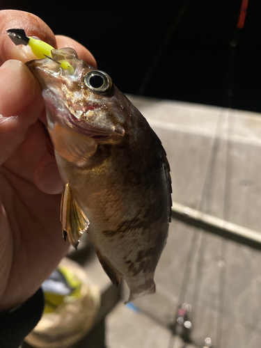 メバルの釣果