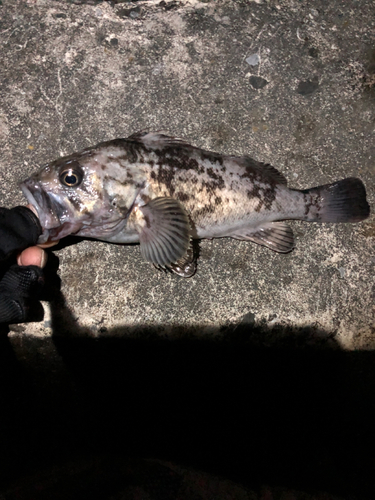 ソイの釣果