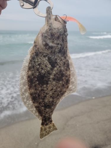 ソゲの釣果