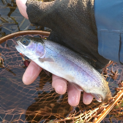 ニジマスの釣果