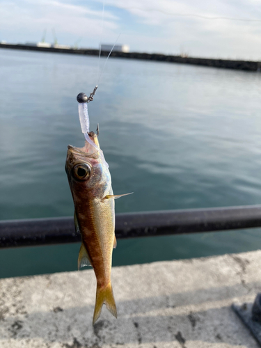 ムツの釣果