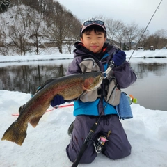 ニジマスの釣果