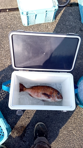 マダイの釣果