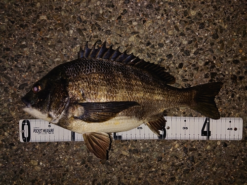 クロダイの釣果