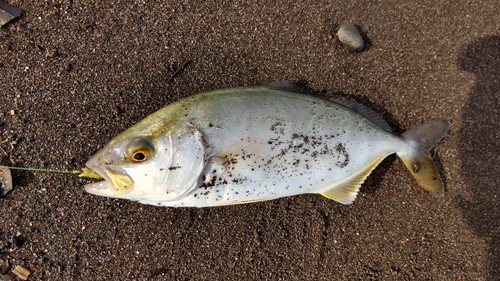 ショゴの釣果