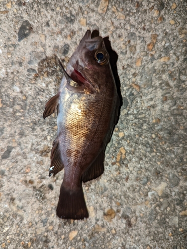 アカメバルの釣果