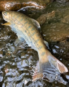 ヤマメの釣果