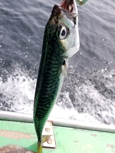 サバの釣果