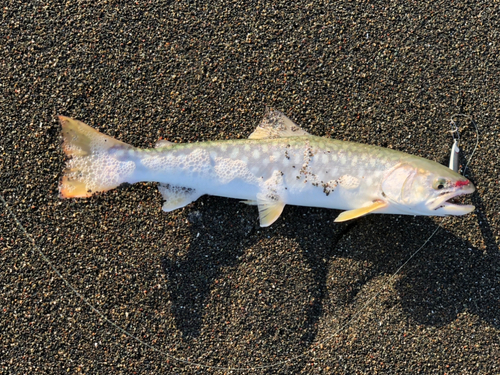 アメマスの釣果