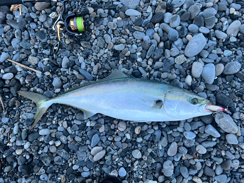 ワラサの釣果