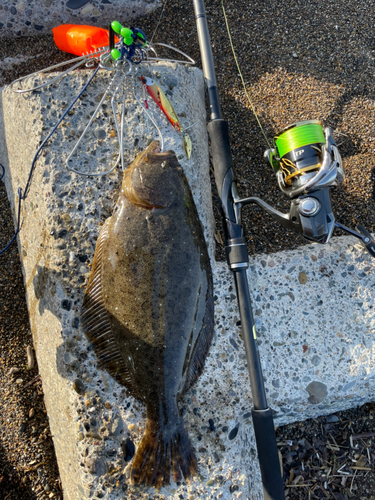 ヒラメの釣果