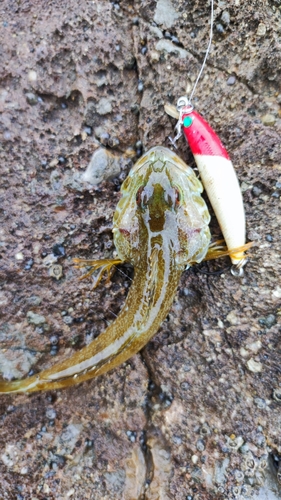 アナハゼの釣果