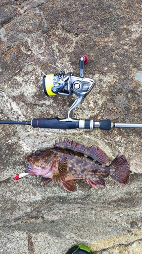 カサゴの釣果