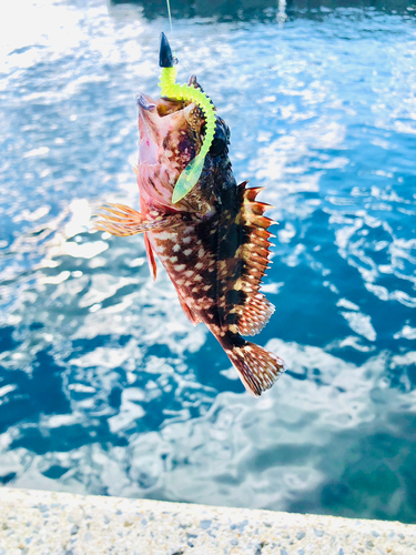 カサゴの釣果