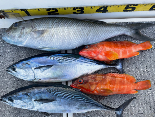 アオチビキの釣果