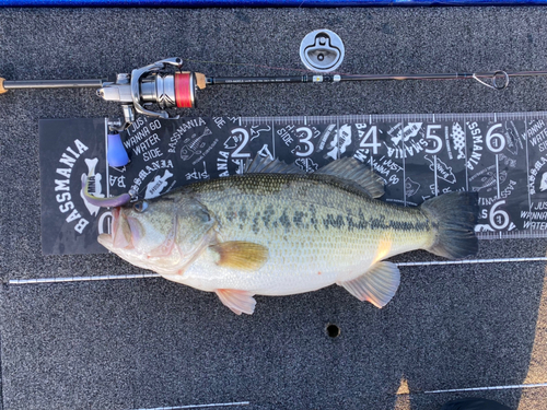 ブラックバスの釣果