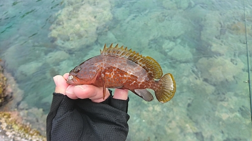 アコウの釣果