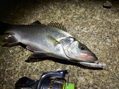 ヒラスズキの釣果