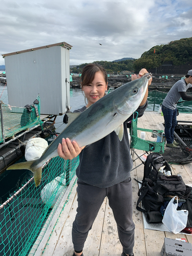 ワラサの釣果