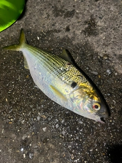 コノシロの釣果