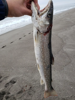 アメマスの釣果