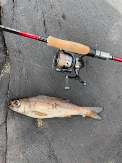 ムツの釣果