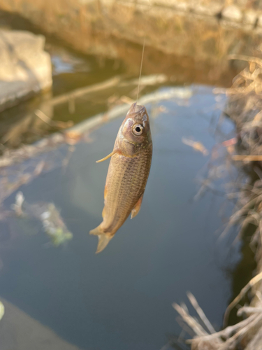 タモロコの釣果