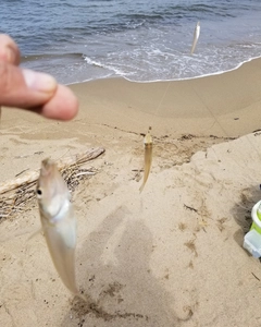 キスの釣果