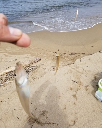 キスの釣果