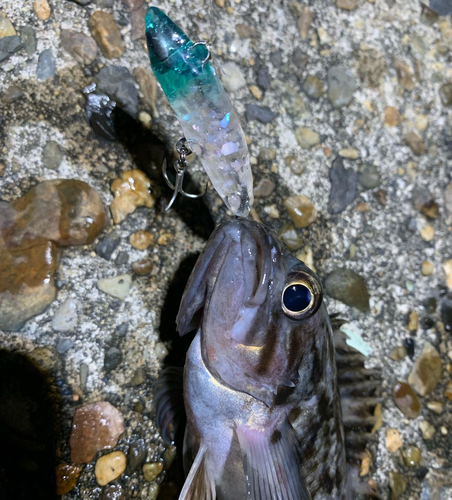 クロソイの釣果