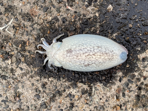 コウイカの釣果