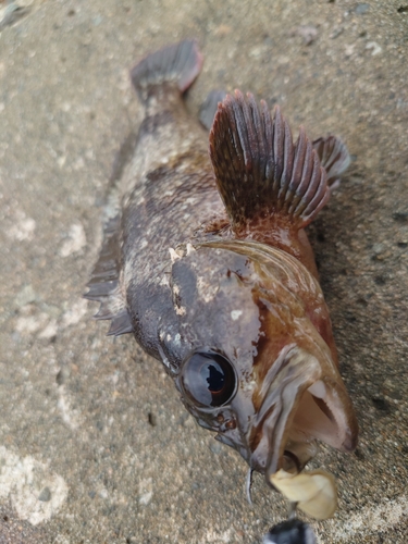 ムラソイの釣果