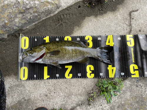 スモールマウスバスの釣果