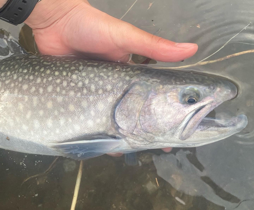 イワナの釣果