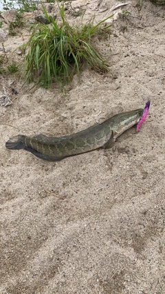 ライギョの釣果