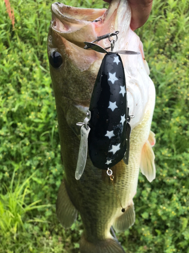 ブラックバスの釣果