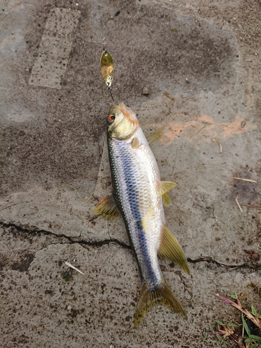 カワムツの釣果