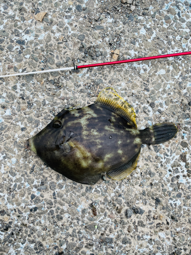 カワハギの釣果