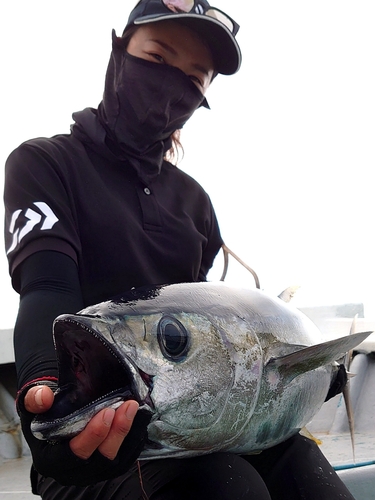 キハダマグロの釣果