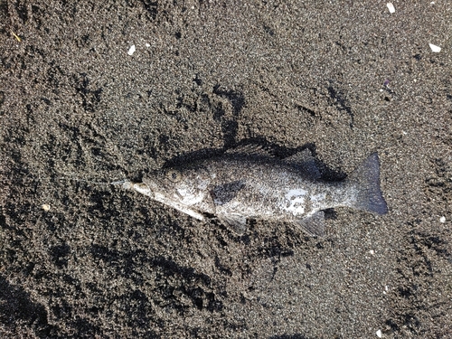 セイゴ（ヒラスズキ）の釣果