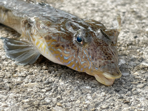 メゴチの釣果