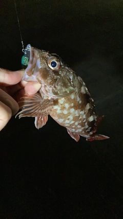 カサゴの釣果