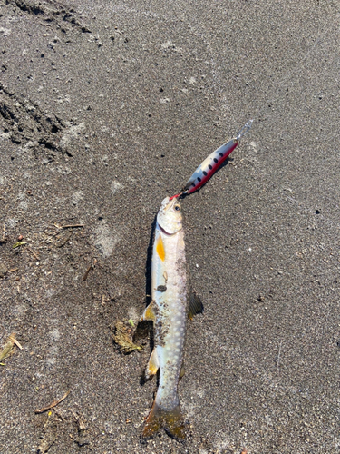 アメマスの釣果