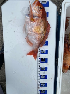 レンコダイの釣果