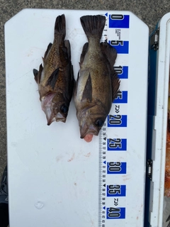 メバルの釣果