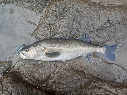 フッコ（マルスズキ）の釣果