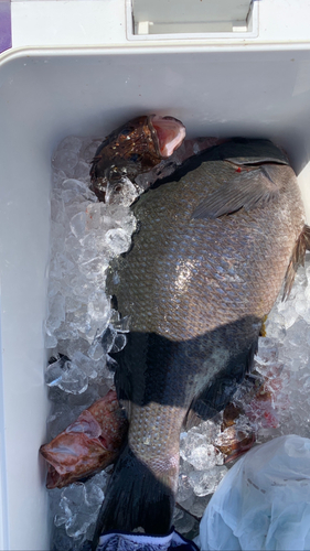 メジナの釣果