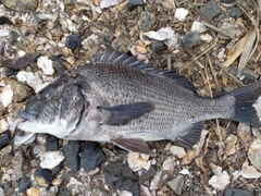 クロダイの釣果