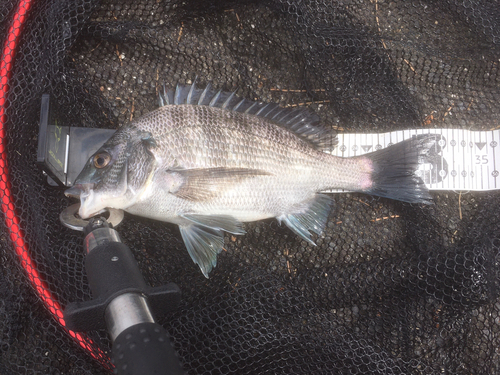 クロダイの釣果